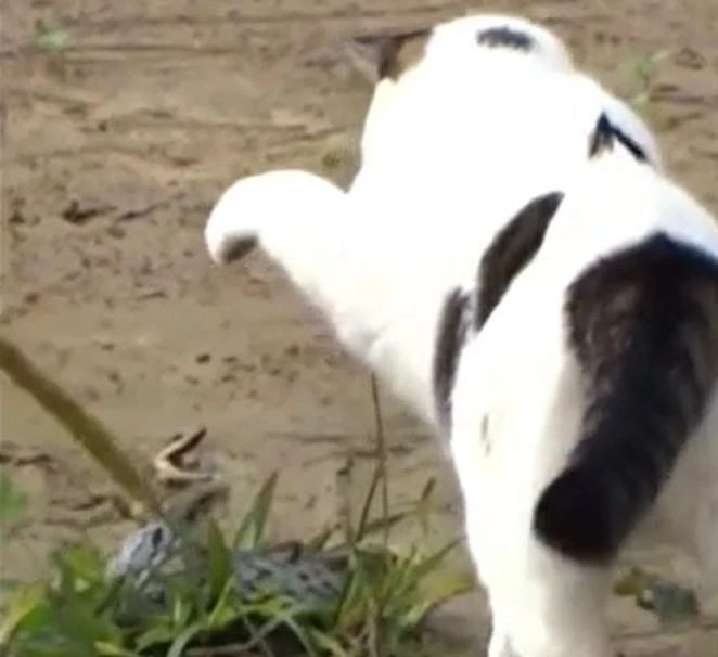 Ảnh cắt từ clip.