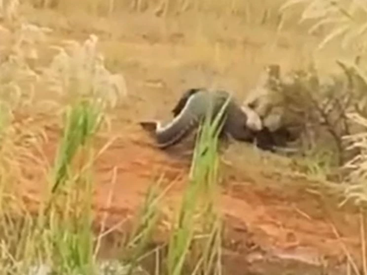 Ảnh cắt từ clip.