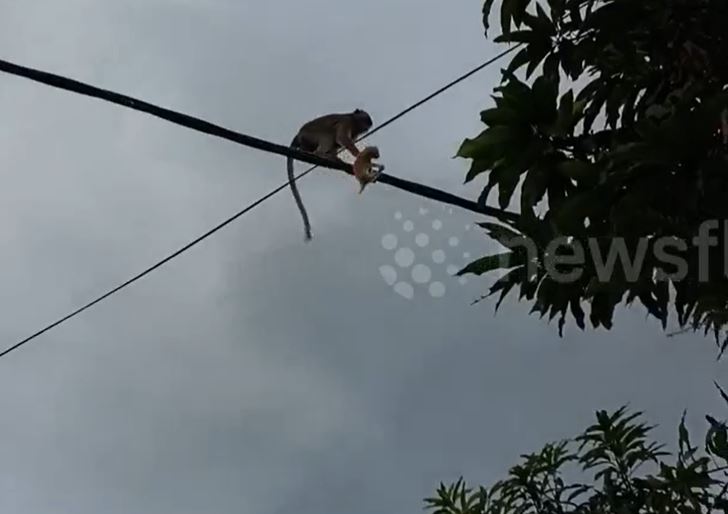 Khỉ hoang đột nhập nhà dân bắt mèo con rồi bỏ trốn trên dây điện