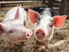 Giá heo hơi ngày 6/3: Tiếp tục giảm, nhiều nơi xuống mức 62.000 đồng/kg