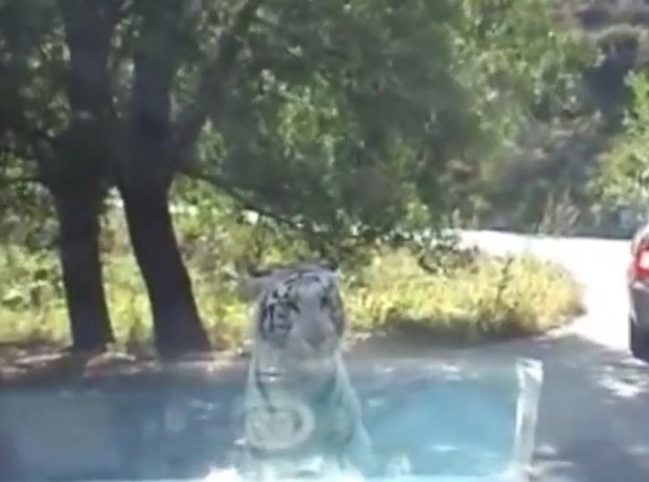 Du khách hoảng loạn khi hổ dữ chặn đầu xe, giật tung tấm chắn ô tô