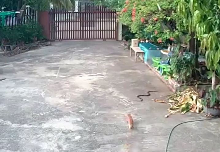 Mèo cưng lao ra đuổi rắn độc để bảo vệ chủ