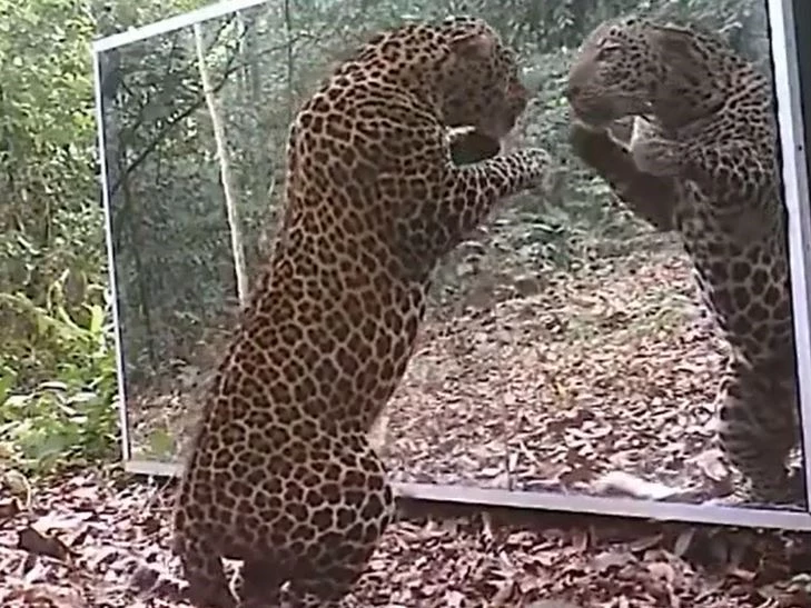 Ảnh cắt từ clip.