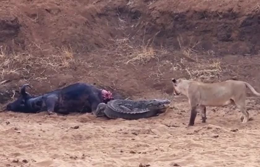 Cá sấu liều mạng lên bờ cướp mồi của đàn sư tử