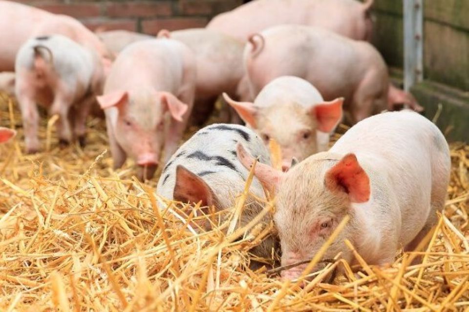 Giá heo hơi ngày 9/3: Nhiều địa phương giảm 1.000 - 2.000 đồng/kg