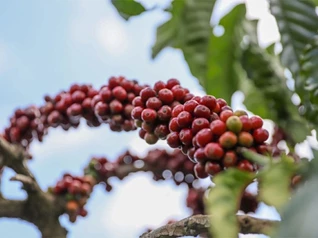 Giá nông sản ngày 9/3: Giá cà phê đi ngang, hồ tiêu tăng nhẹ