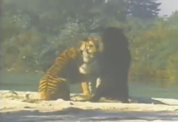 Màn đối đầu căng thẳng giữa gấu đen và hai con hổ Bengal