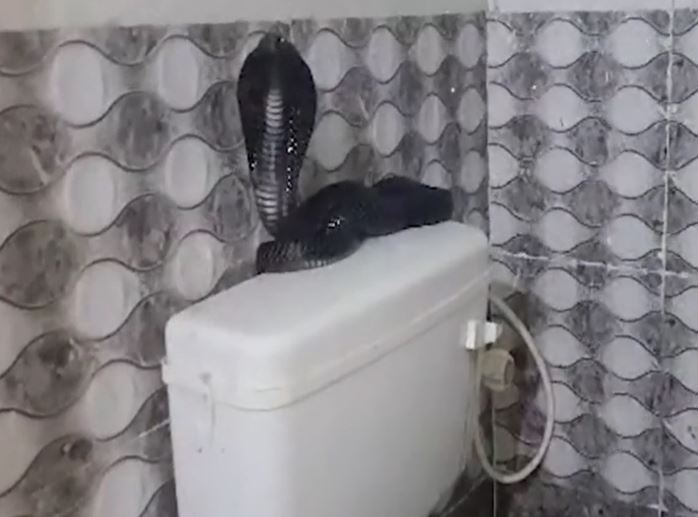 Vừa vào nhà tắm, người đàn ông tá hỏa thấy rắn hổ mang chúa trên bồn cầu