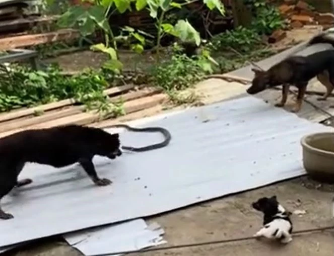 Ảnh cắt từ clip.