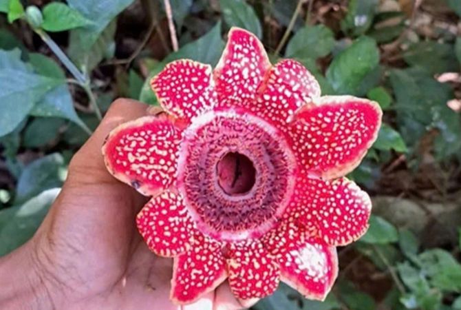 Phát hiện loài Địa nhãn Himalaya có nguy cơ tuyệt chủng tại Vườn quốc gia Phong Nha - Kẻ Bàng