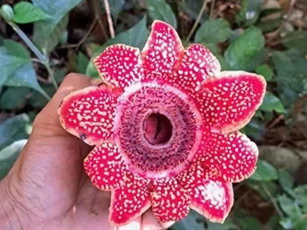 Phát hiện loài Địa nhãn Himalaya có nguy cơ tuyệt chủng tại Vườn quốc gia Phong Nha - Kẻ Bàng