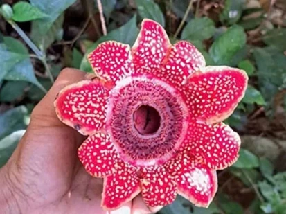 Phát hiện loài Địa nhãn Himalaya có nguy cơ tuyệt chủng tại Vườn quốc gia Phong Nha - Kẻ Bàng