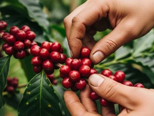 Giá nông sản ngày 10/3: Cà phê, hồ tiêu ổn định