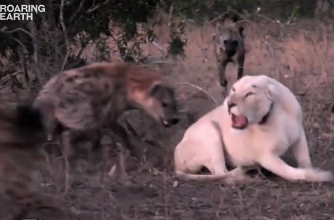 Sư tử trắng đơn độc thất thế trước 11 con linh cẩu