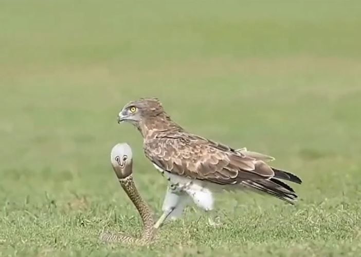 Lao xuống săn rắn hổ mang, đại bàng phải tháo chạy vì cú phản đòn bất ngờ