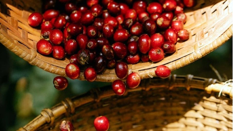 Giá nông sản ngày 11/3: Cà phê, hồ tiêu ổn định, gạo xuất khẩu giữ giá tốt