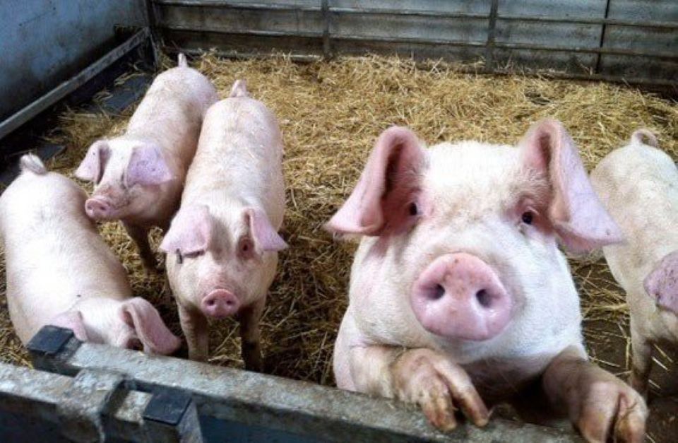 Giá heo hơi ngày 12/3: Miền Trung bất ngờ nhích nhẹ