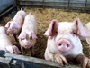 Giá heo hơi ngày 12/3: Miền Trung bất ngờ nhích nhẹ