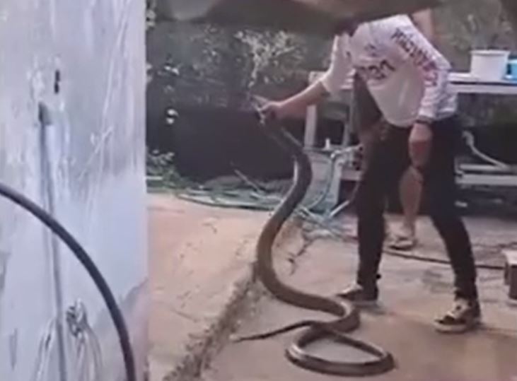 Người đàn ông tay không khống chế rắn hổ mang chúa dài 3 mét phía sau nhà dân