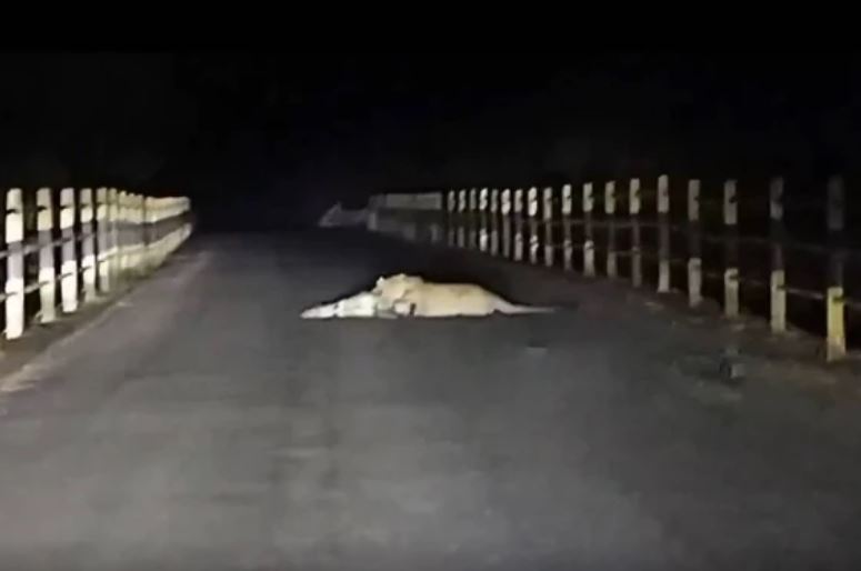 Tài xế rùng mình khi bắt gặp báo hoa mai tấn công bê ngay giữa đường