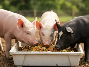 Giá heo hơi ngày 13/3: Thị trường diễn biến trái chiều giữa các vùng