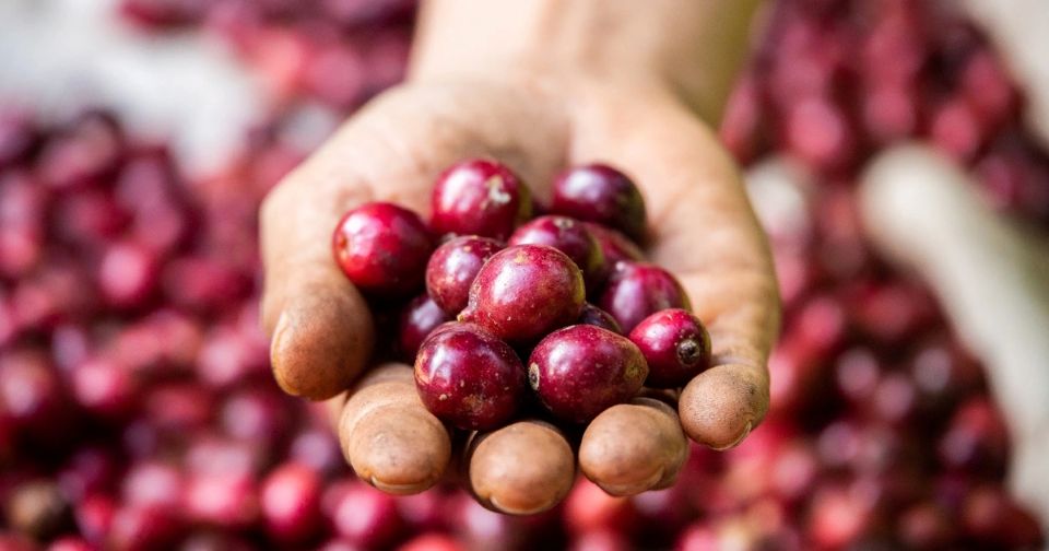 Giá nông sản ngày 14/3: Cà phê, hồ tiêu đồng loạt tăng mạnh tới 2.500 đồng/kg