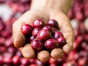 Giá nông sản ngày 14/3: Cà phê, hồ tiêu đồng loạt tăng mạnh tới 2.500 đồng/kg