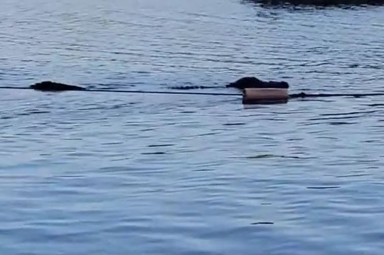 Cá sấu khổng lồ bất ngờ lao về phía trẻ em đang tắm hồ