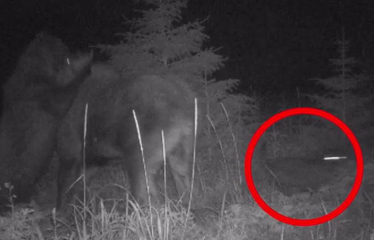 Gấu và sói 'bắt tay' săn nai sừng tấm mẹ con giữa đêm