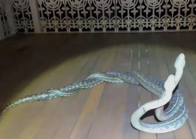 Ảnh cắt từ clip.