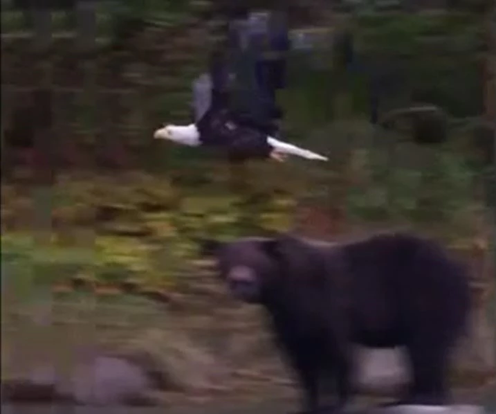 Ảnh cắt từ clip.