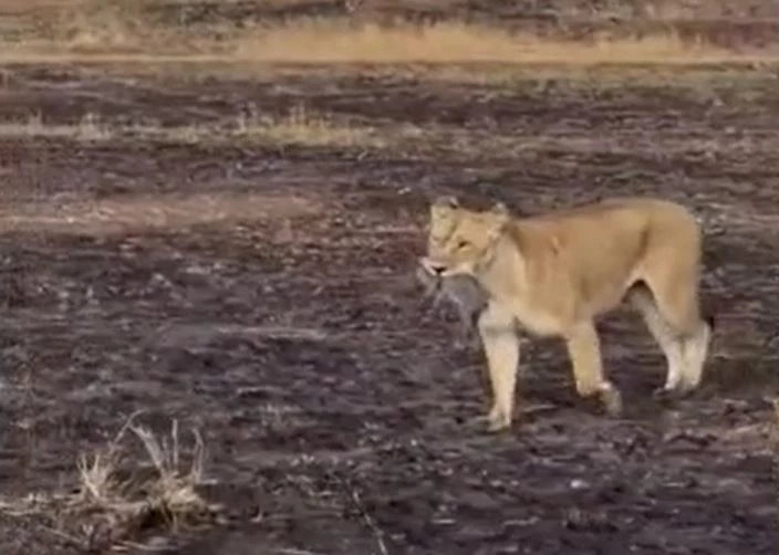 Ảnh cắt từ clip.