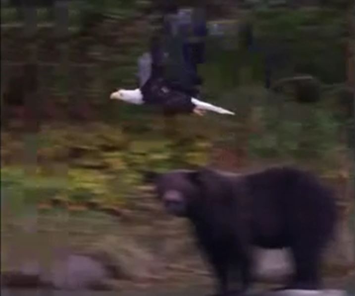 Đại bàng táo bạo bay qua đầu gấu để săn cá