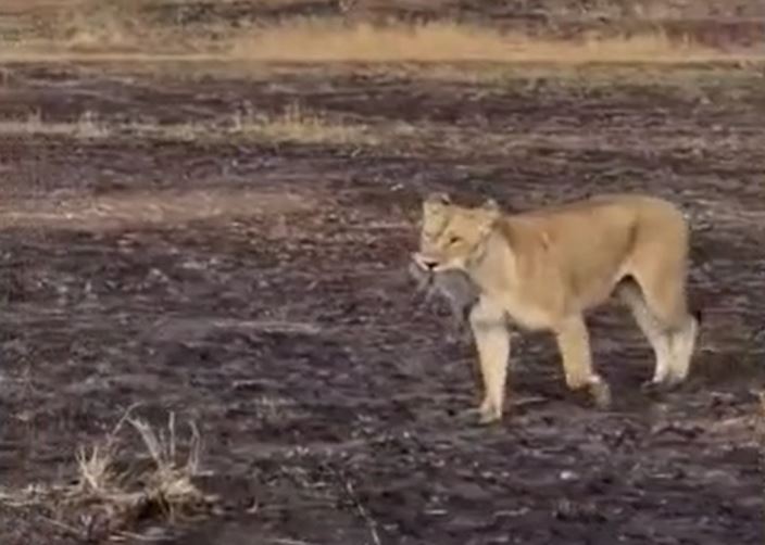Sư tử bất ngờ tăng tốc, tóm gọn lợn rừng con ngay trước mắt du khách