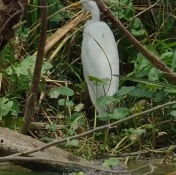 Ảnh cắt từ clip.