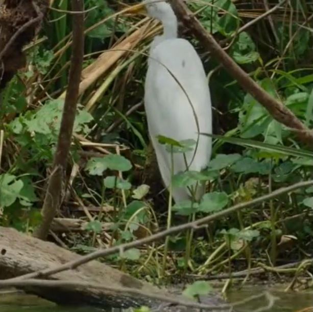 Chủ quan trước cá sấu, cò trả giá đắt