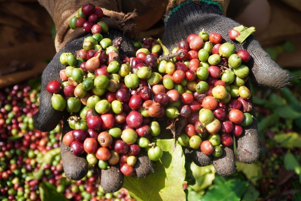 Giá nông sản ngày 16/3: Cà phê, hồ tiêu lao dốc mạnh