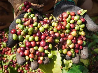 Giá nông sản ngày 16/3: Cà phê, hồ tiêu lao dốc mạnh