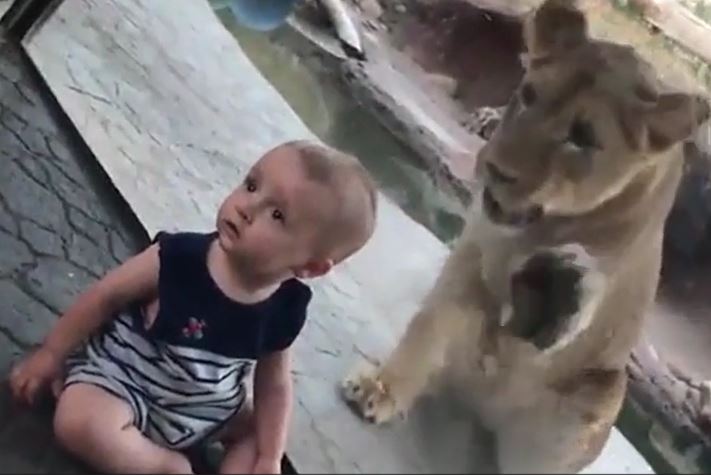 Sư tử điên cuồng cào kính phía sau bé trai 9 tháng tuổi