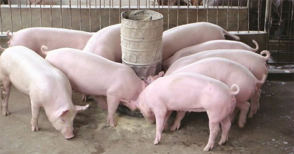 Giá heo hơi ngày 17/3: Miền Bắc tăng 1.000 - 2.000 đồng/kg tại nhiều địa phương