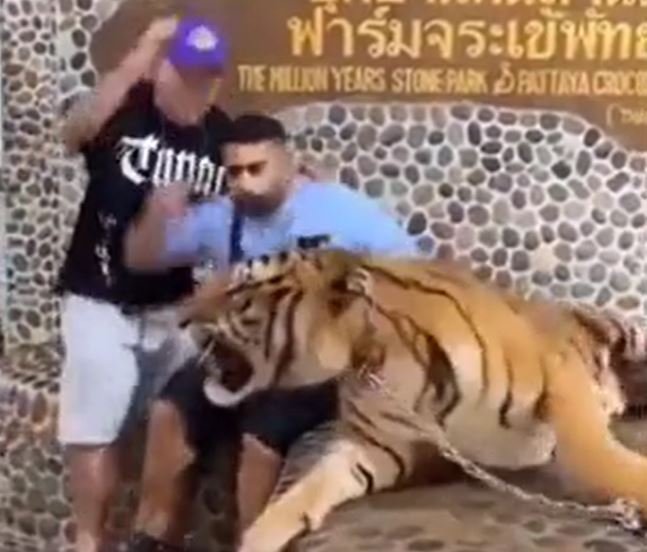 Chụp ảnh cạnh hổ dữ, 2 thanh niên hoảng loạn tháo chạy khi nghe tiếng gầm