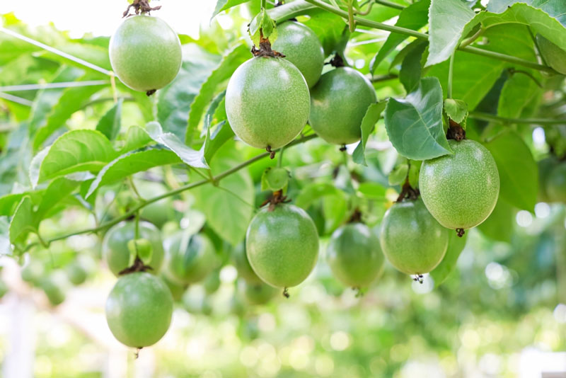 Gia Lai đẩy mạnh phát triển vùng nguyên liệu bền vững cho nông sản chủ lực