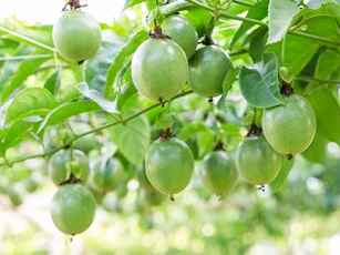 Gia Lai đẩy mạnh phát triển vùng nguyên liệu bền vững cho nông sản chủ lực