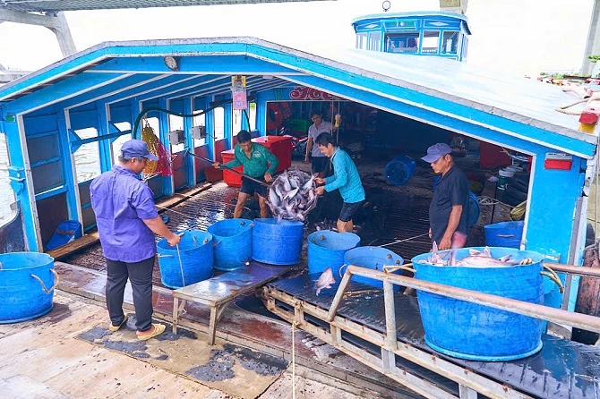 Ảnh 1- Doanh nghiệp thu mua cá tra đủ tiêu chuẩn xuất sang thị trường EU, Mỹ  trên địa bàn Thốt Nốt, TP Cần Thơ.