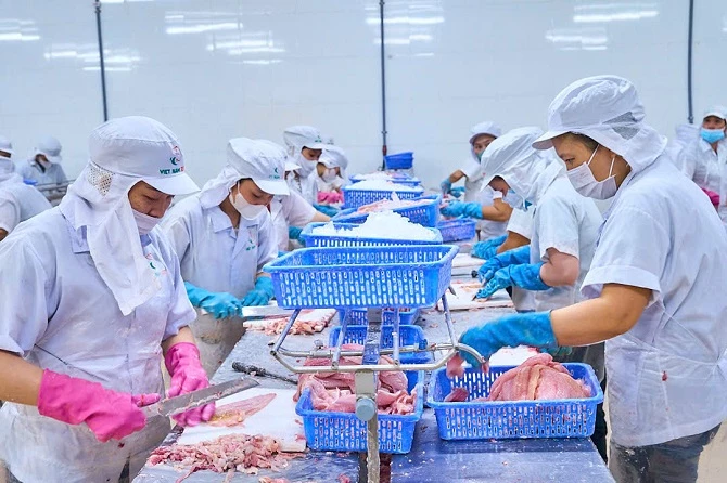 Ảnh 2: Quy trình sản xuất cá tra xuất khẩu tại một nhà máy chế biến cá tra xuất khẩu.