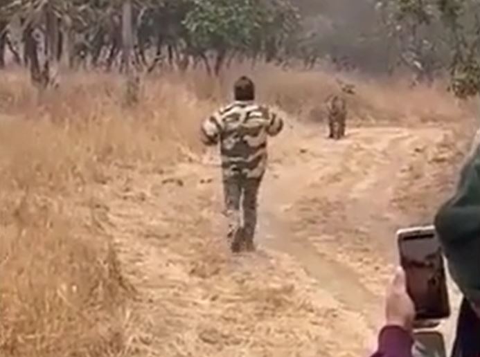 Bất chấp nguy hiểm, người đàn ông đuổi theo hổ để quay clip