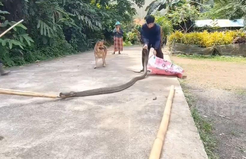 Bắt sống rắn hổ mang chúa dài 4m, nặng 10kg xuất hiện trong trường học và nhà dân