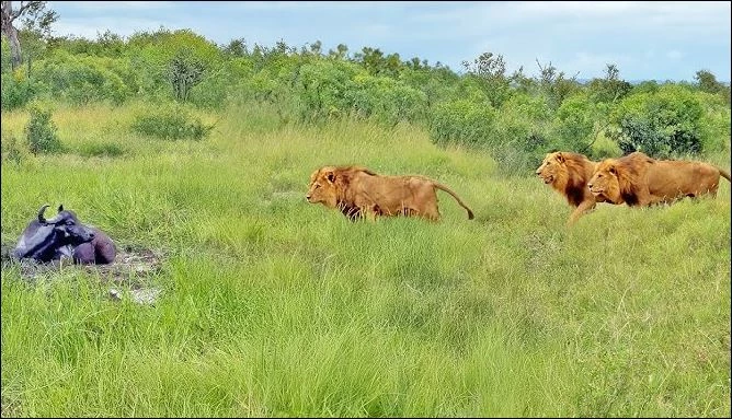 Sư tử săn trâu rừng.