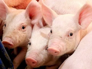 Giá heo hơi ngày 21/3: Tiếp tục tăng nhẹ, cao nhất ở mức 69.000 đồng/kg