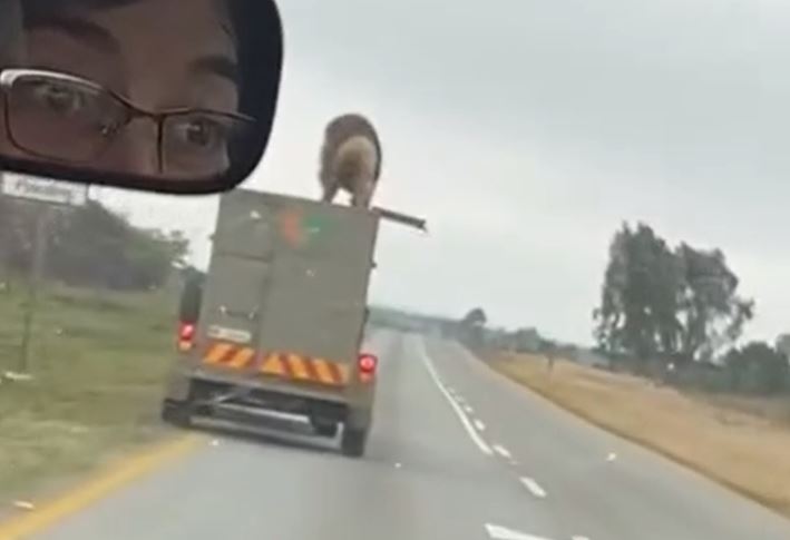 Sư tử nhảy khỏi xe tải đang chạy, tẩu thoát giữa đường